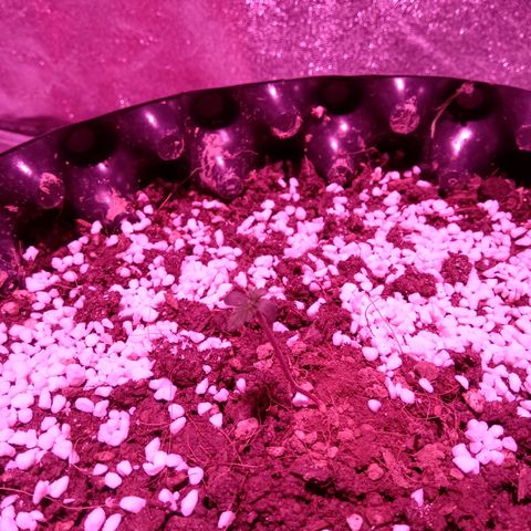 My first plant growlog timeline photo