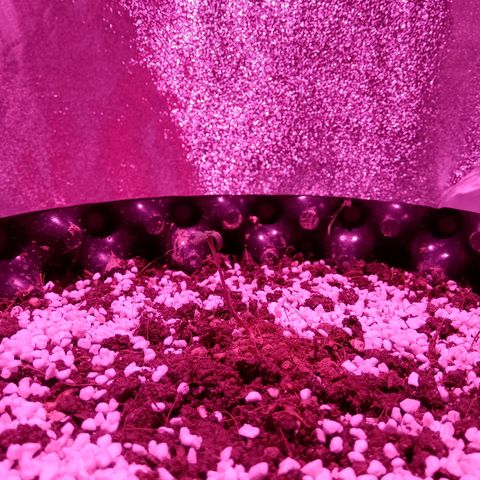 My first plant growlog timeline photo