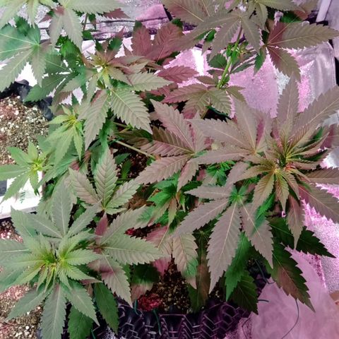 My first plant growlog timeline photo
