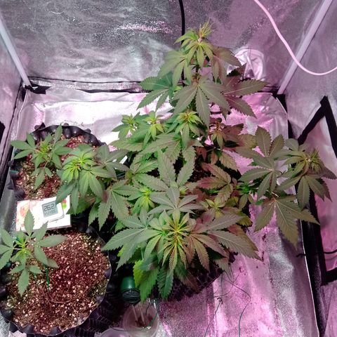 My first plant growlog timeline photo