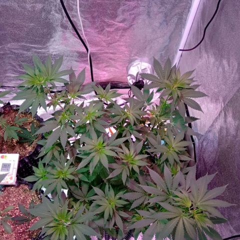 My first plant growlog timeline photo