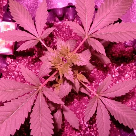 My first plant growlog timeline photo