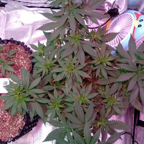 My first plant growlog timeline photo
