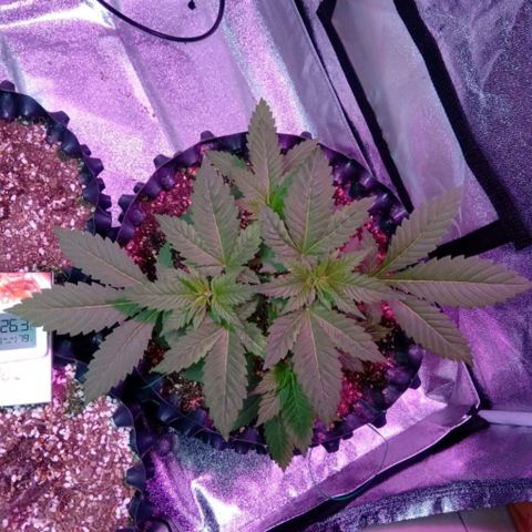 My first plant growlog photo: Before LST