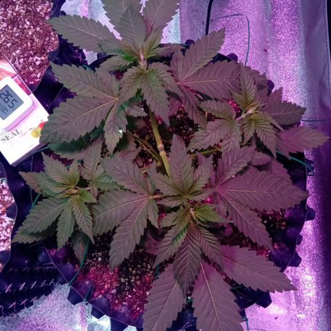 My first plant growlog photo: After LST