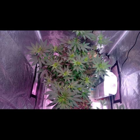 My first plant growlog timeline photo