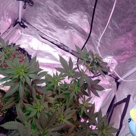 My first plant growlog timeline photo