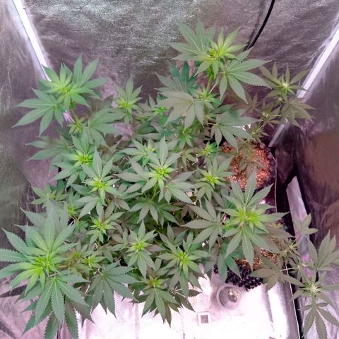 My first plant growlog timeline photo