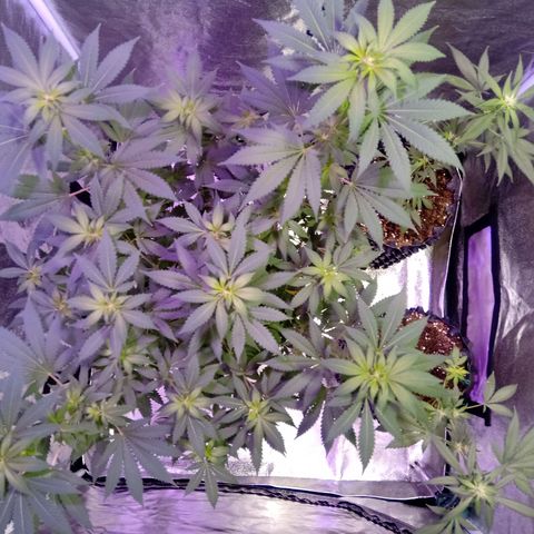 My first plant growlog timeline photo