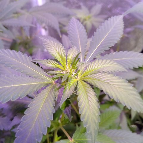 My first plant growlog timeline photo