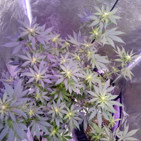 My first plant growlog timeline photo