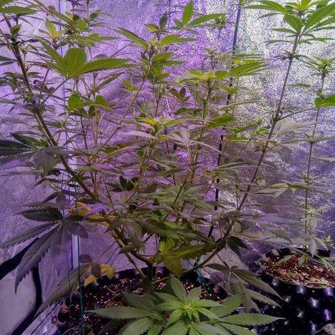 My first plant growlog timeline photo