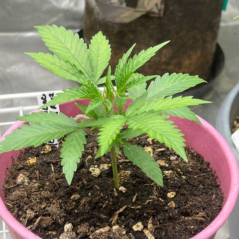 Lilac Diesel growlog timeline photo