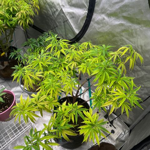 Electric Apple #1 growlog timeline photo