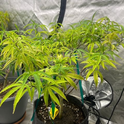 Electric Apple #1 growlog timeline photo