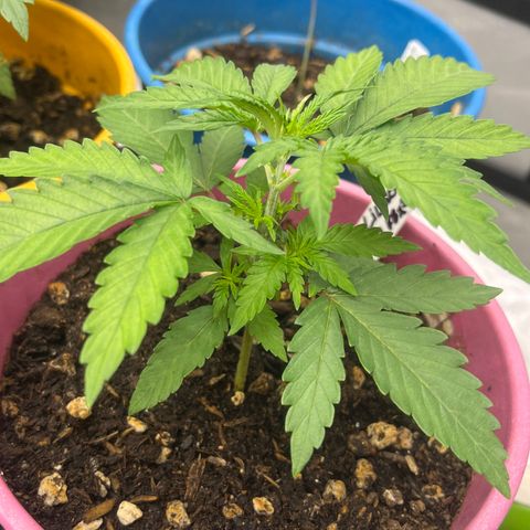 Lilac Diesel growlog timeline photo