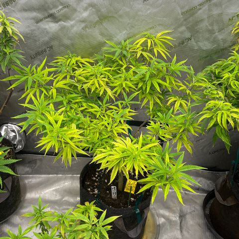 Electric Apple #1 growlog timeline photo