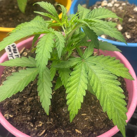Lilac Diesel growlog timeline photo