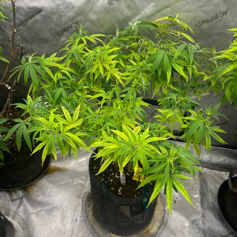 Electric Apple #1 growlog timeline photo