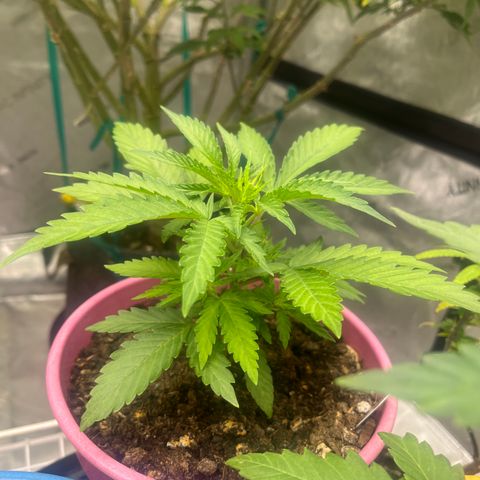 Lilac Diesel growlog timeline photo