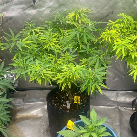 Electric Apple #1 growlog timeline photo