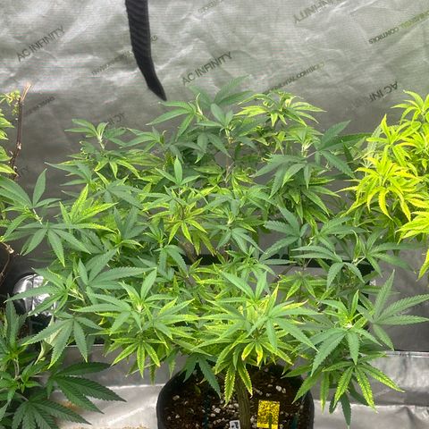 Electric Apple #1 growlog timeline photo