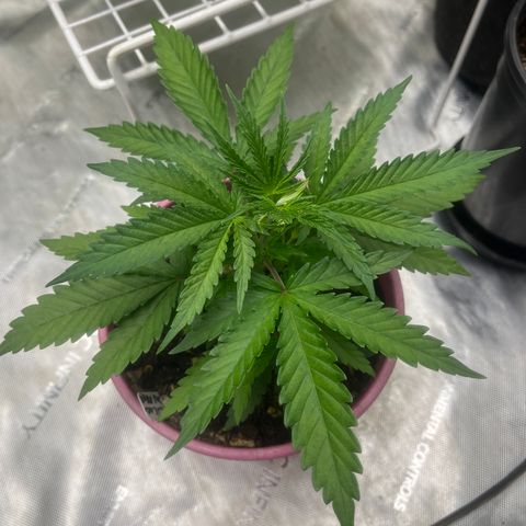 Lilac Diesel growlog timeline photo