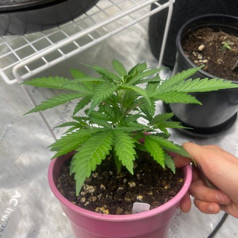 Lilac Diesel growlog timeline photo