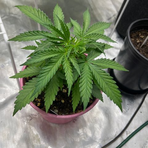 Lilac Diesel growlog timeline photo