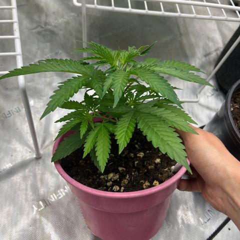 Lilac Diesel growlog timeline photo