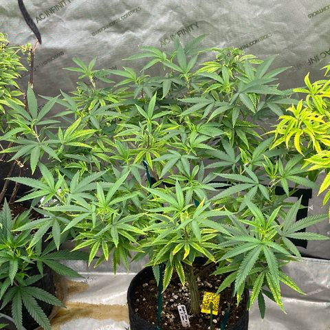 Electric Apple #1 growlog timeline photo