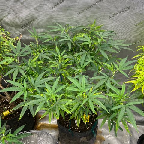 Electric Apple #1 growlog timeline photo