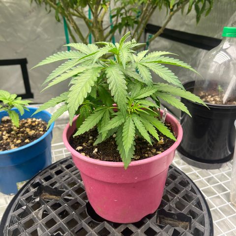 Lilac Diesel growlog timeline photo