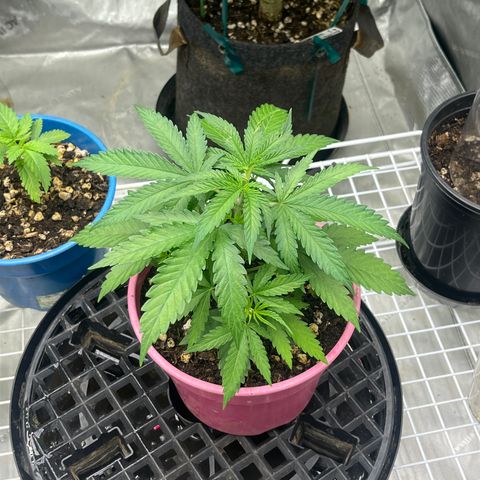 Lilac Diesel growlog timeline photo