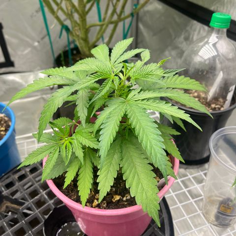 Lilac Diesel growlog timeline photo