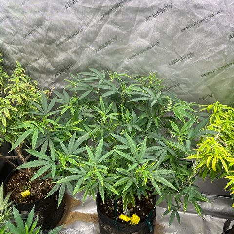 Electric Apple #1 growlog timeline photo