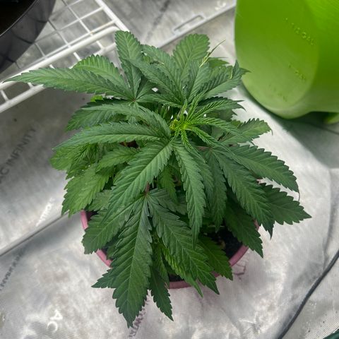 Lilac Diesel growlog timeline photo