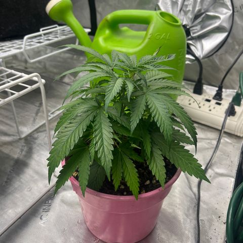 Lilac Diesel growlog timeline photo