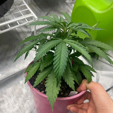 Lilac Diesel growlog timeline photo