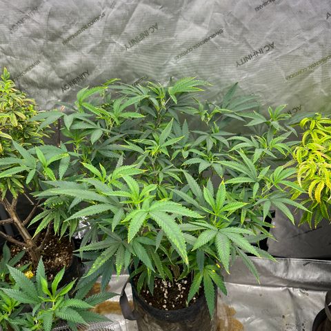Electric Apple #1 growlog timeline photo