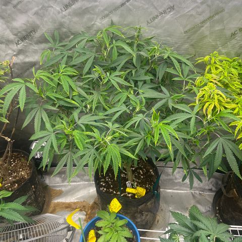 Electric Apple #1 growlog timeline photo