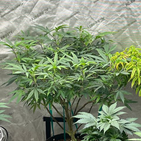 Electric Apple #1 growlog timeline photo