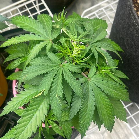 Lilac Diesel growlog timeline photo