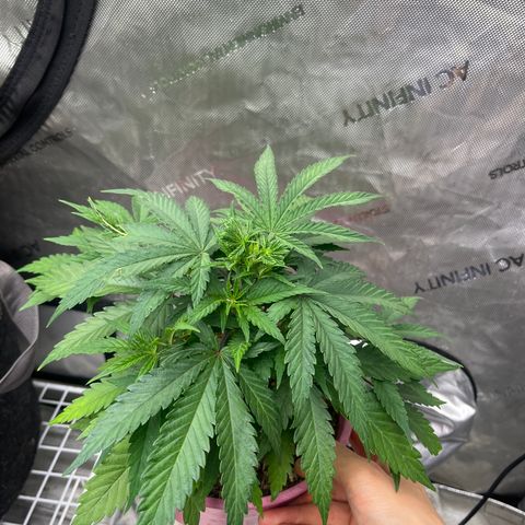 Lilac Diesel growlog timeline photo