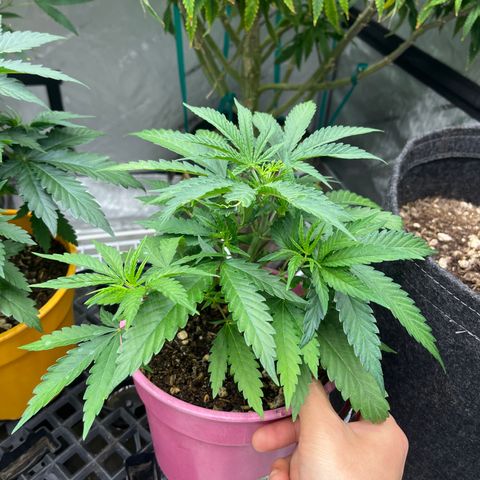 Lilac Diesel growlog timeline photo