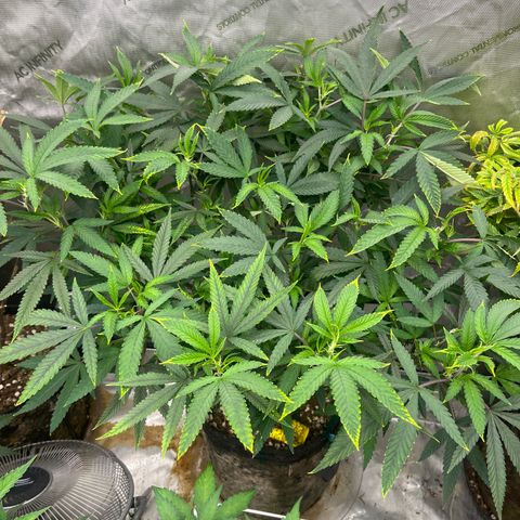 Electric Apple #1 growlog timeline photo