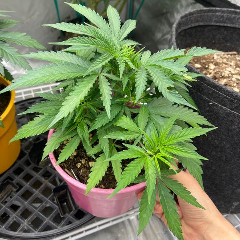 Lilac Diesel growlog timeline photo