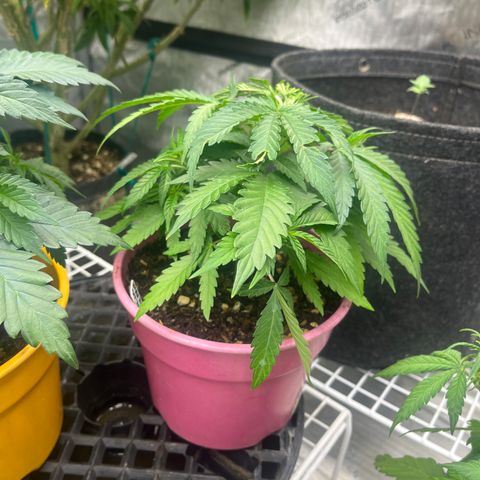 Lilac Diesel growlog timeline photo