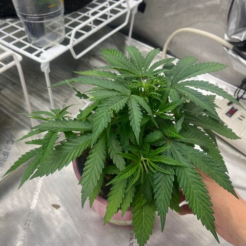 Lilac Diesel growlog timeline photo