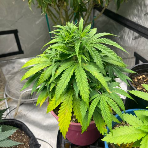 Lilac Diesel growlog timeline photo